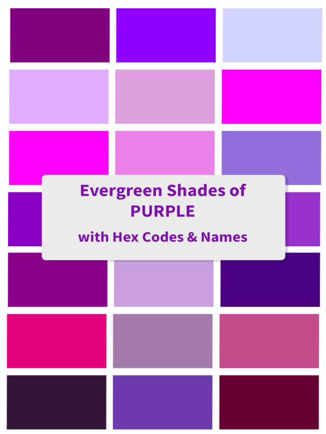 Evergreen Trending Shades of Purple
